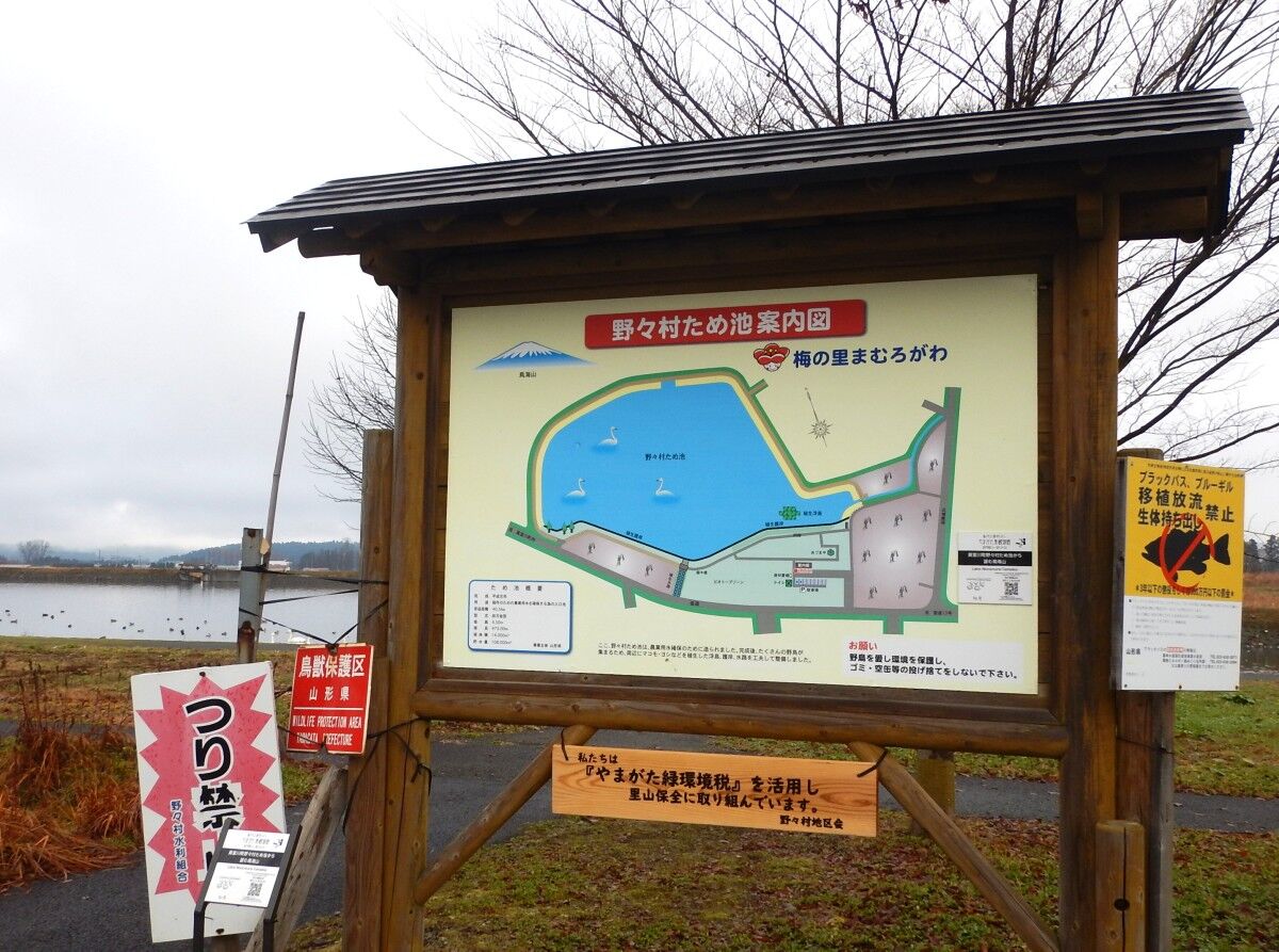 真室川町 野々村ため池の白鳥たち メキシカンふらいやぁ