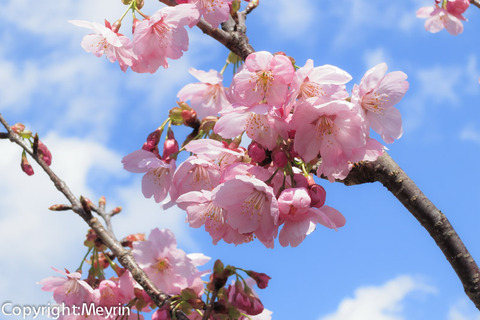 sakura_2013_0320