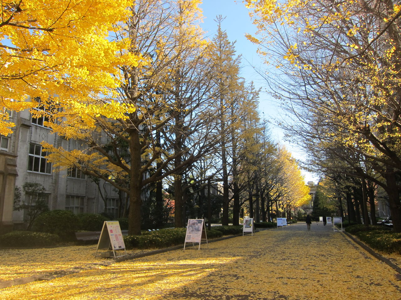 青学アルバム☆彡 : 目指せAOGAKU!~青学何でも大辞典 最終値下げ品 青山学院大学 アルバム 文学/小説