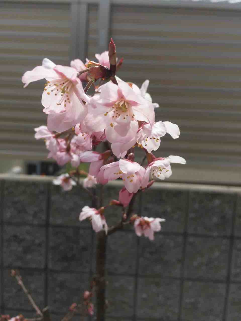 旭山桜 庭で遊ぶ 旭山桜 庭で遊ぶ