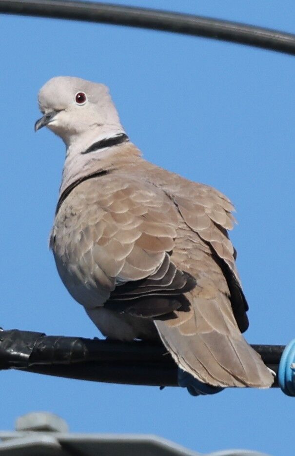 シラコバト&ジョウビタキ : さいたまブラブラ野鳥観察