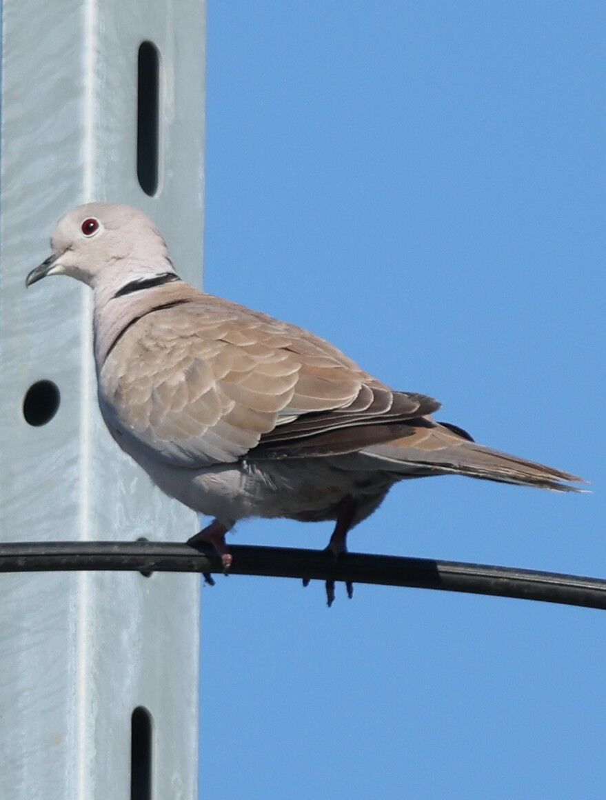 シラコバト&ジョウビタキ : さいたまブラブラ野鳥観察