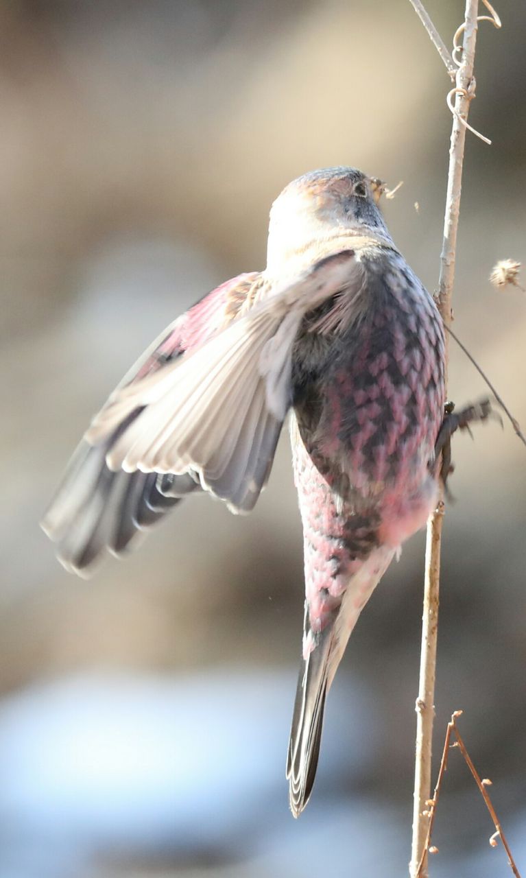 ハギマシコ さいたまブラブラ野鳥観察 ハギマシコ さいたまブラブラ野鳥観察