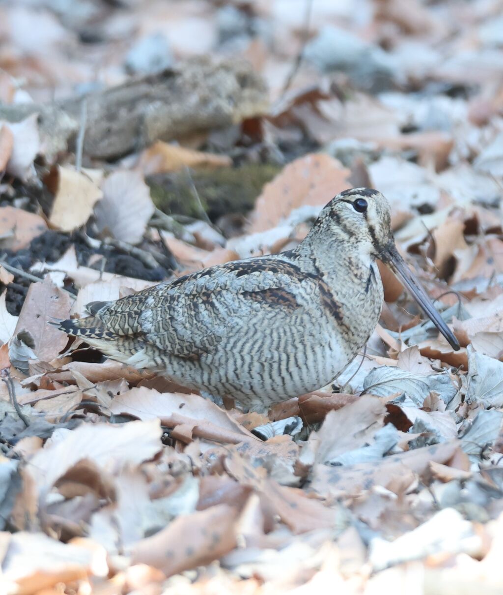 さいたまブラブラ野鳥観察