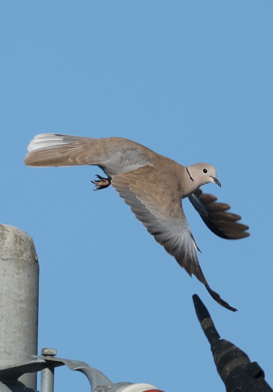 シラコバト&ジョウビタキ : さいたまブラブラ野鳥観察