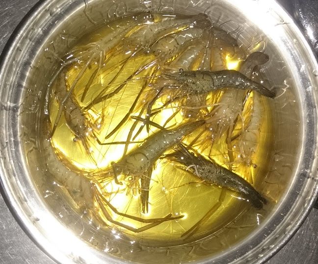 16今年3回目の手長エビ釣り Outdoor Tree