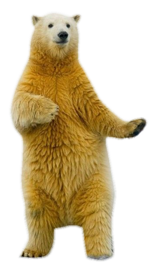 kuma5
