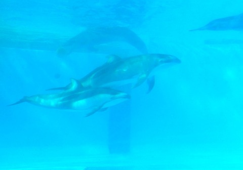 vlcsnap-2025-01-08-22h23m03s393_ps01