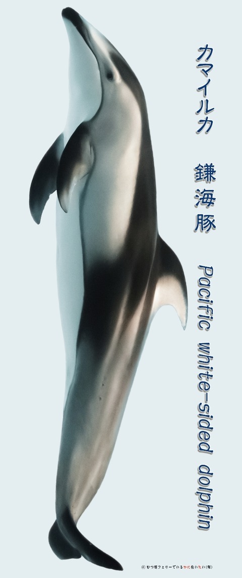 16204671600250
