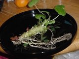 東根大富産_本ワサビ