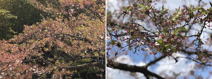 葉桜