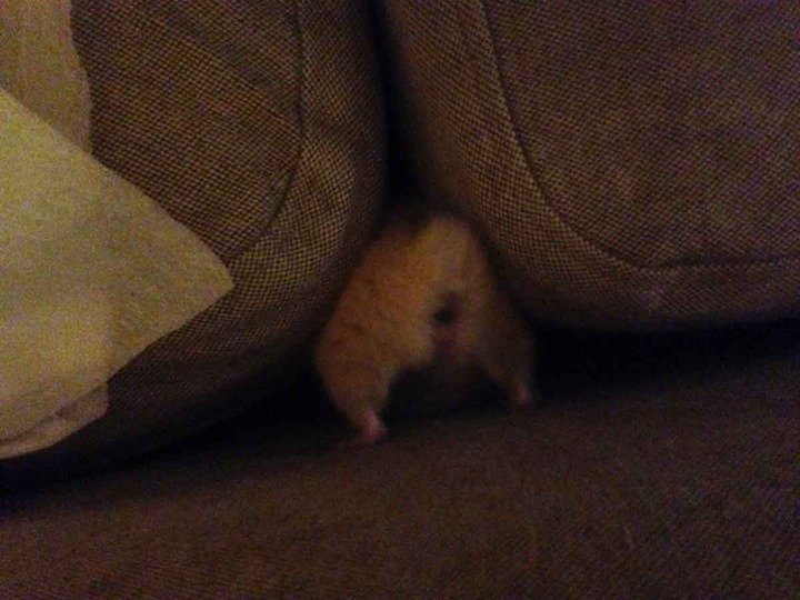 きんくまハムスターお尻