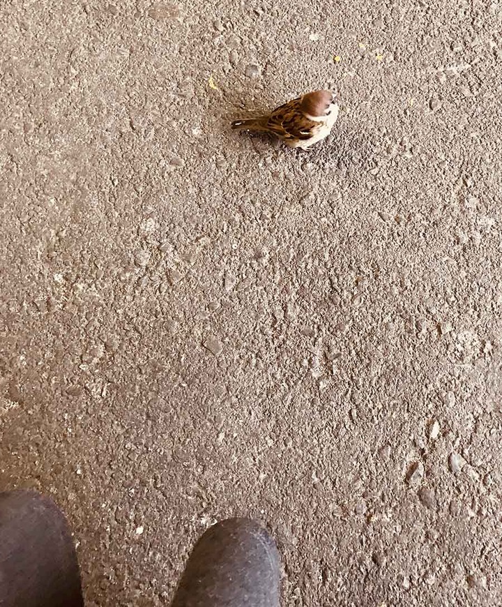 雀だしスズメだしすずめだよ