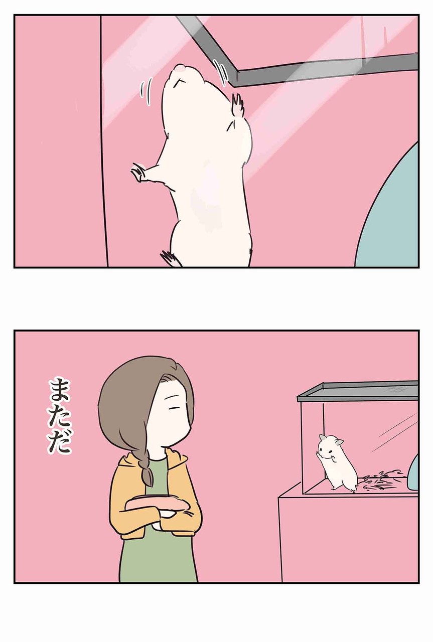 うちのハムスター夕がたに起きるしこの先生きのこる コミックエッセイ えむふじんがあらわれた Powered By ライブドアブログ うちのハムスター夕がたに起きるしこの先生きのこる コミックエッセイ えむふじんがあらわれた Powered By ライブドアブログ