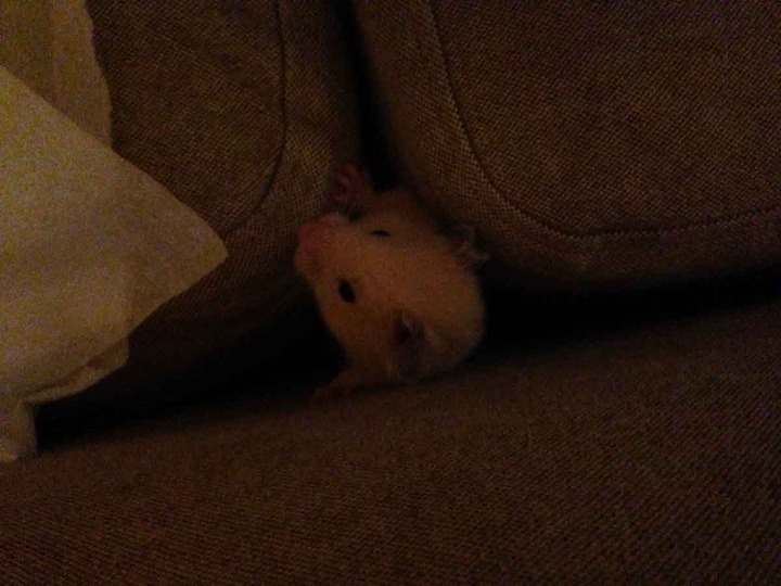 きんくまハムスター顔出し