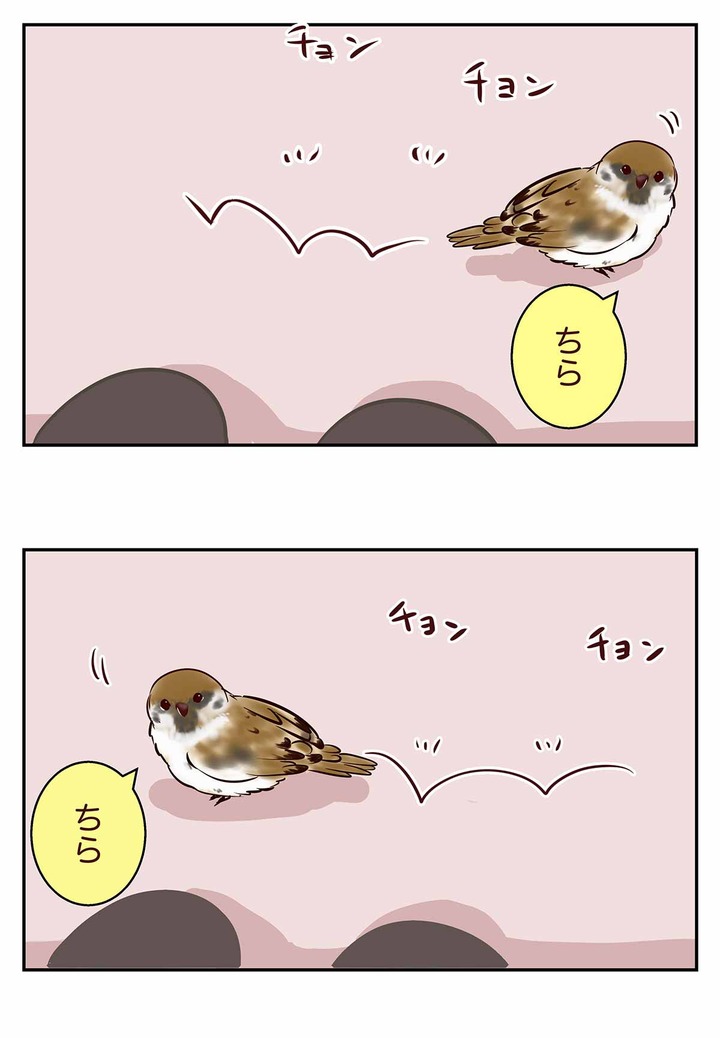 野生のスズメに見る、現代人にも通用するかも知れない処世術