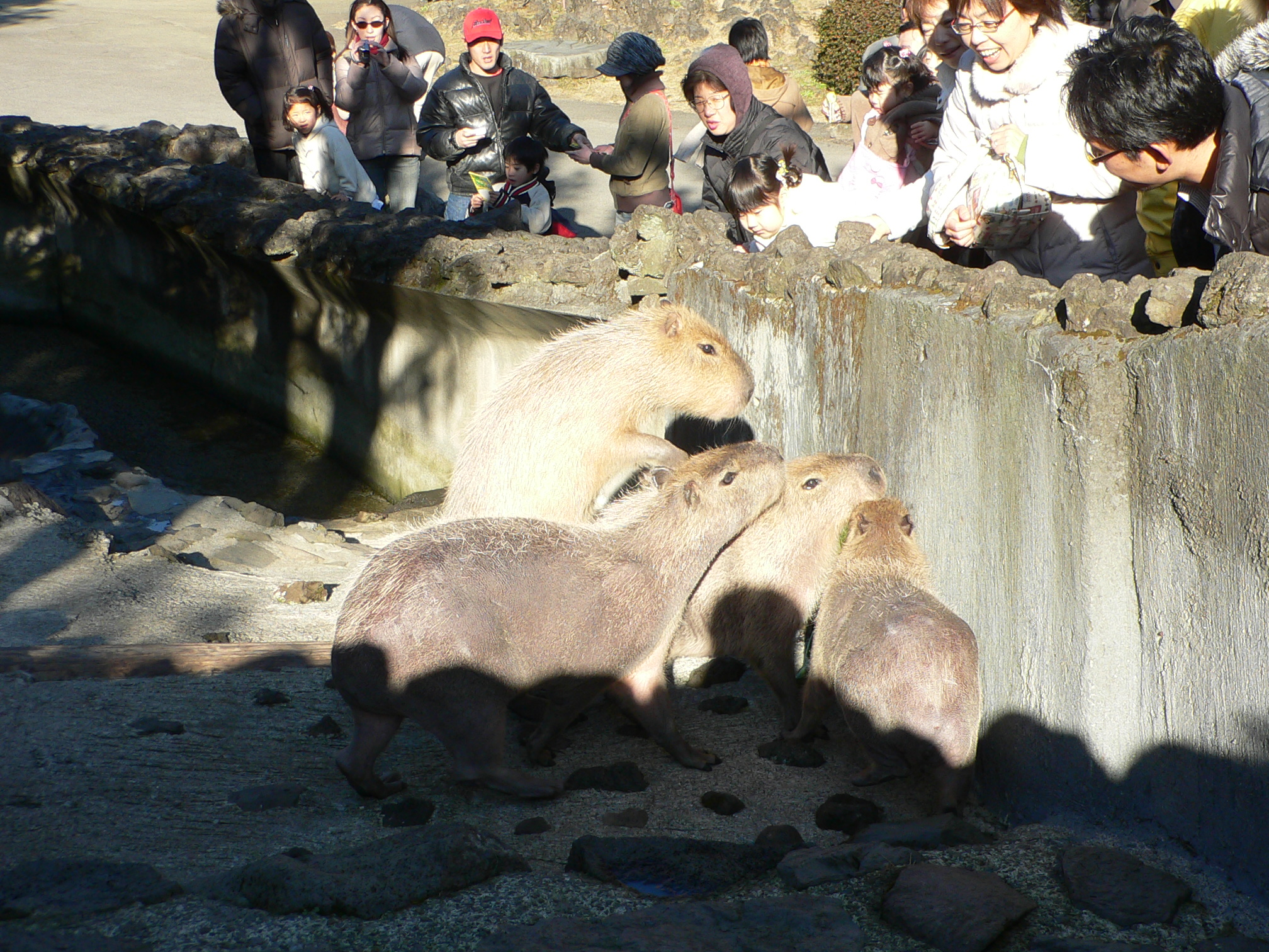 伊豆シャボテン公園のカピパラ ふわふわ日記