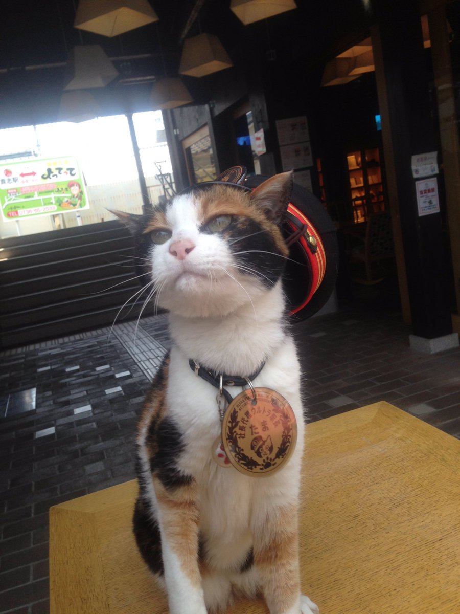 画像 世界初のねこ駅長とその誕生を記念して Googleトップに たま 初代駅長 ねこねこねこ 画像 世界初のねこ駅長とその誕生を記念して Googleトップに たま 初代駅長 ねこねこねこ