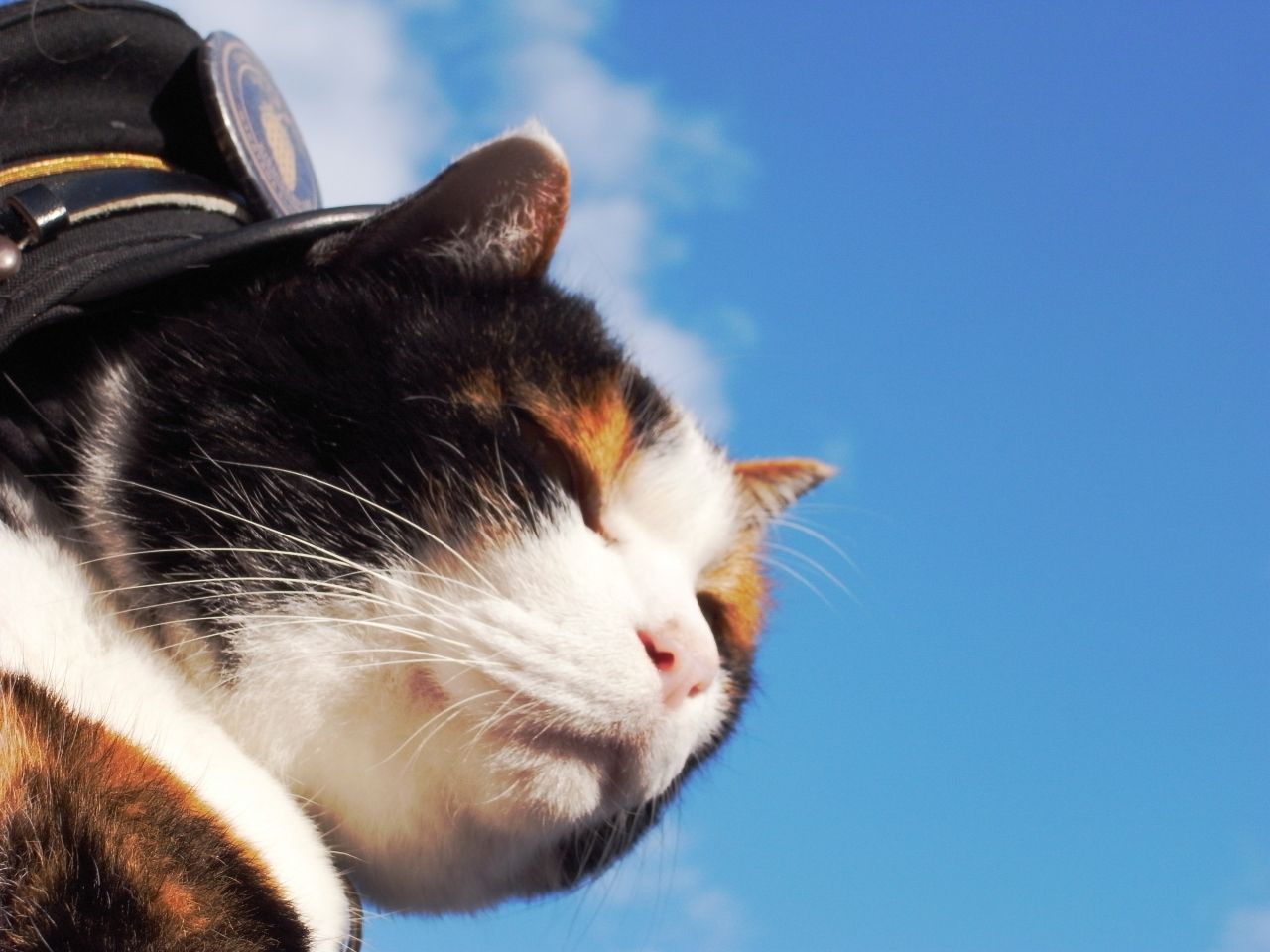 画像 世界初のねこ駅長とその誕生を記念して Googleトップに たま 初代駅長 ねこねこねこ