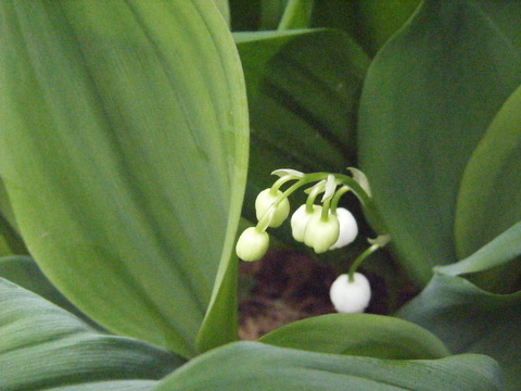 DSCF1196