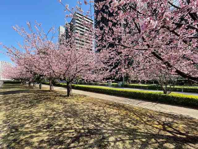 汐入公園の桜 21 3 11 南千住あたり 汐入公園の桜 21 3 11 南千住あたり