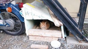 600x337xa36517a7876fde2a14baebd1