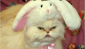 496x284x172acd3646be027d261c1806