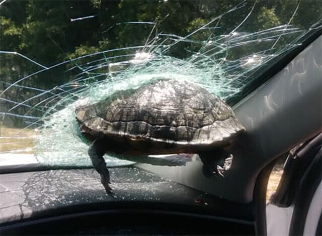 突如亀が飛んでいて走行中の車に衝突、フロントガラスに突き刺さるハプニングが発生（アメリカ）