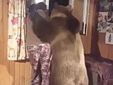 【動画】 ロシアでは悲しんでいる人間を熊が慰めてくれるらしいｗｗ 投稿動画に衝撃走るｗｗ