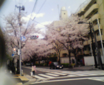 080331_sakura