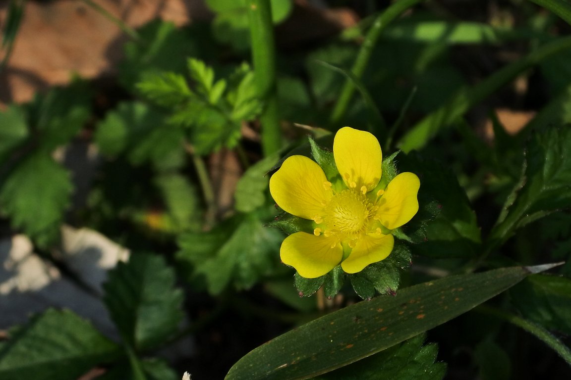 ヤブヘビイチゴ 藪蛇苺 の花 By J5 漱石枕流 ヤブヘビイチゴ 藪蛇苺 の花 By J5 漱石枕流