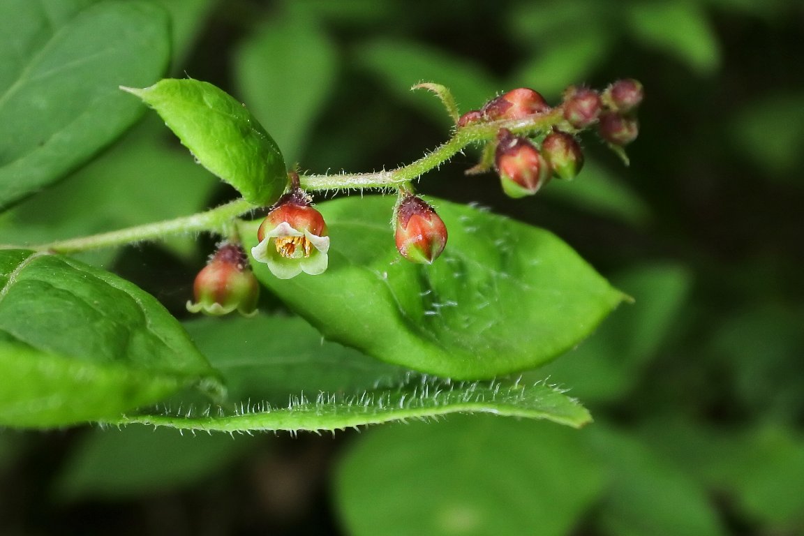 ナツハゼ 夏櫨 By J5 漱石枕流