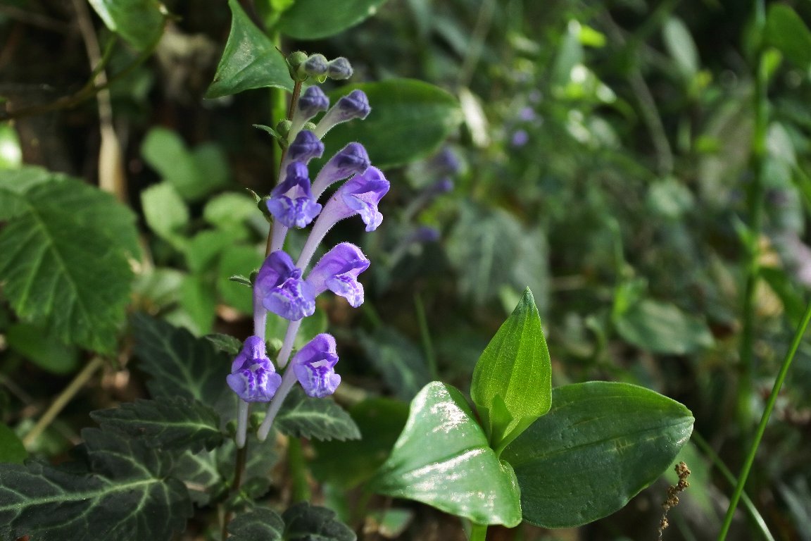 シソバタツナミソウ 紫蘇葉立浪草 By J5 漱石枕流