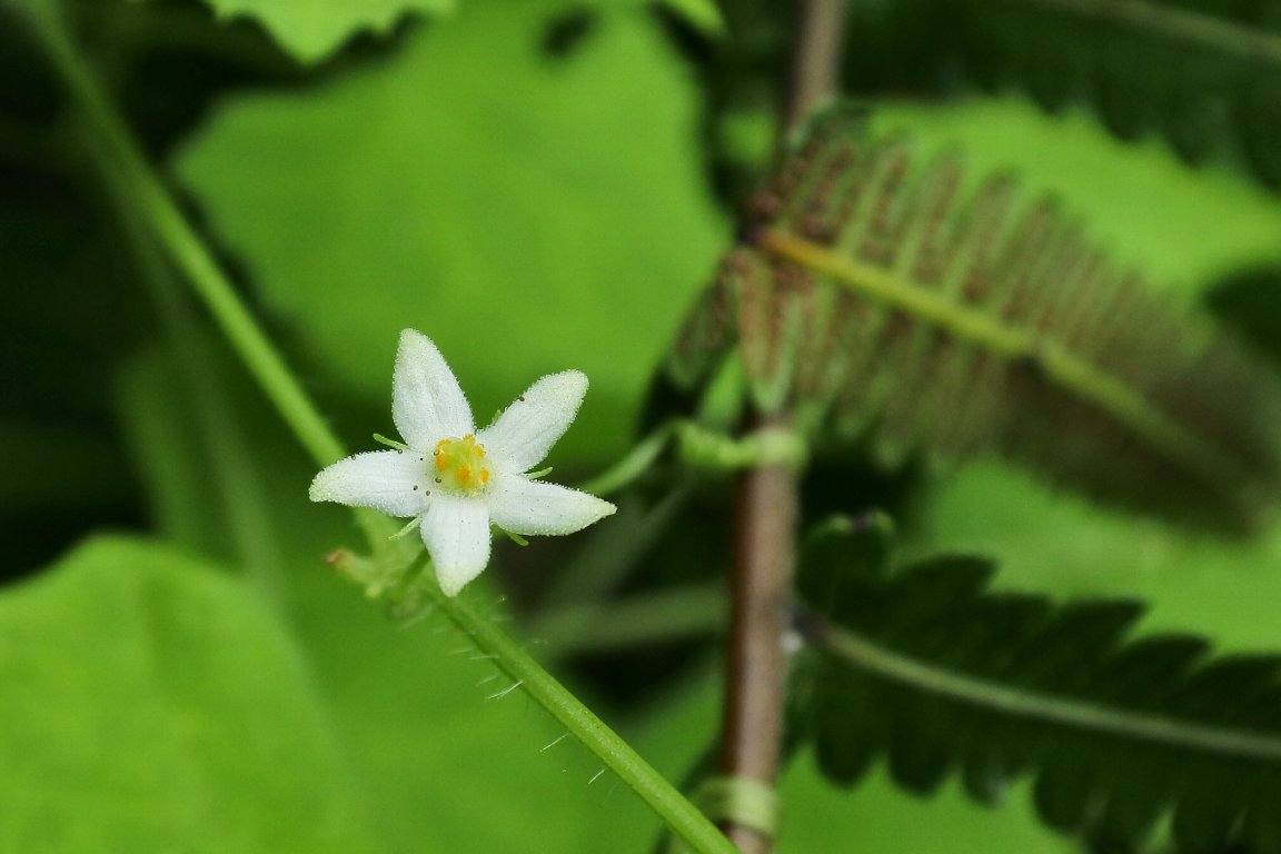 スズメウリ 雀瓜 の花 By J5 漱石枕流