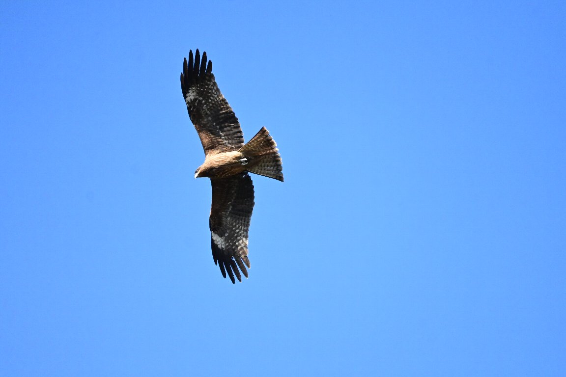 トビ 鳶 By Z50 漱石枕流