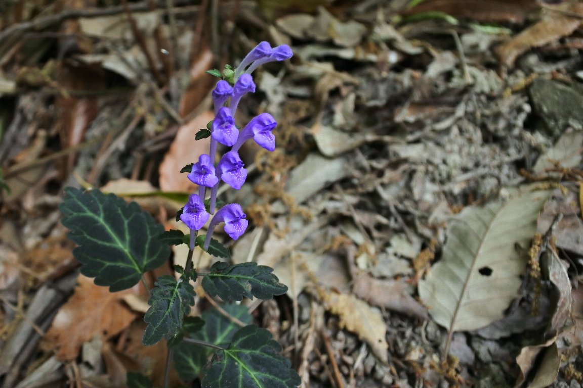 シソバタツナミソウ 紫蘇葉立浪草 By J5 漱石枕流