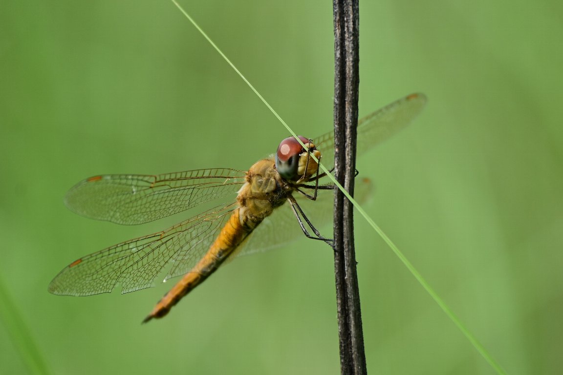 ウスバキトンボ 薄翅黄蜻蛉 By Z50 漱石枕流