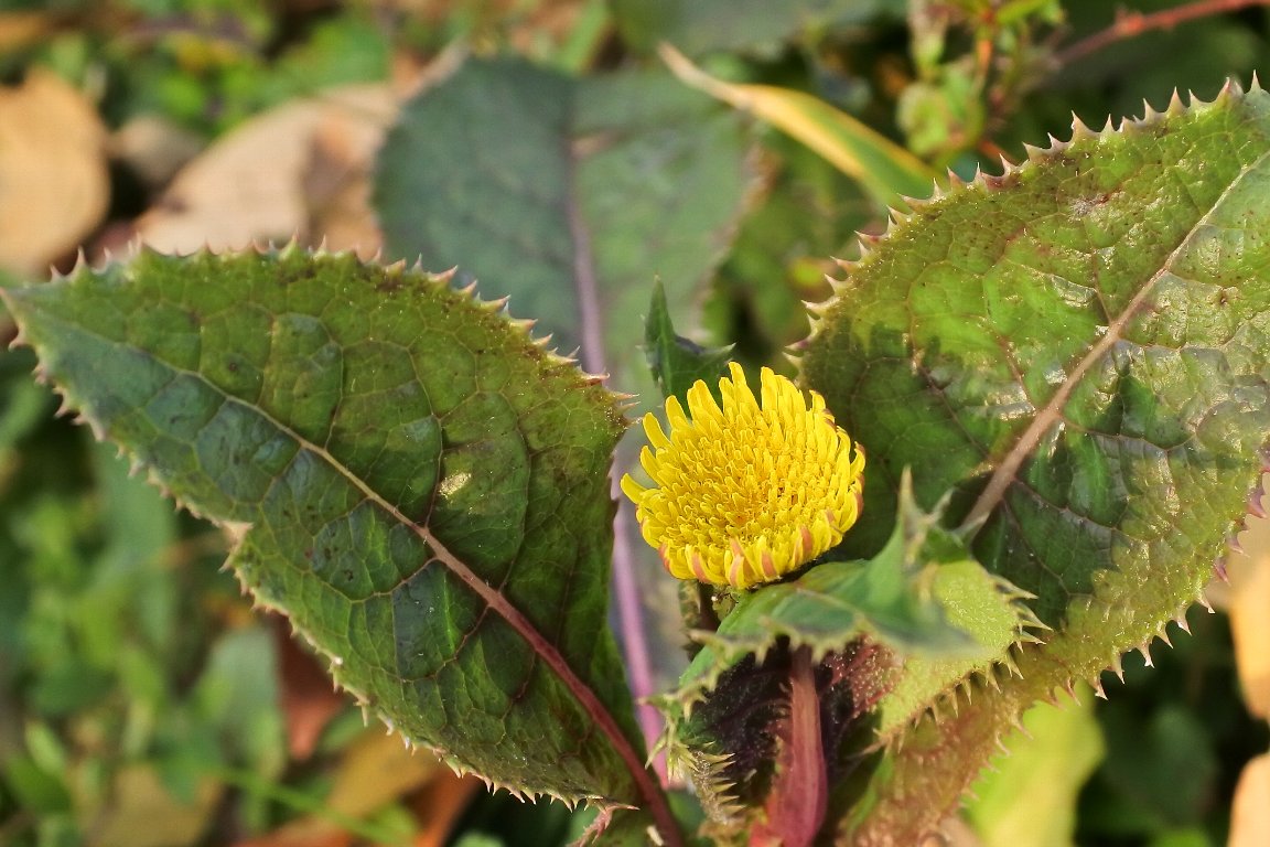 ノゲシ 野芥子 とオニノゲシ 鬼野芥子 By J5 漱石枕流 ノゲシ 野芥子 とオニノゲシ 鬼野芥子 By J5 漱石枕流