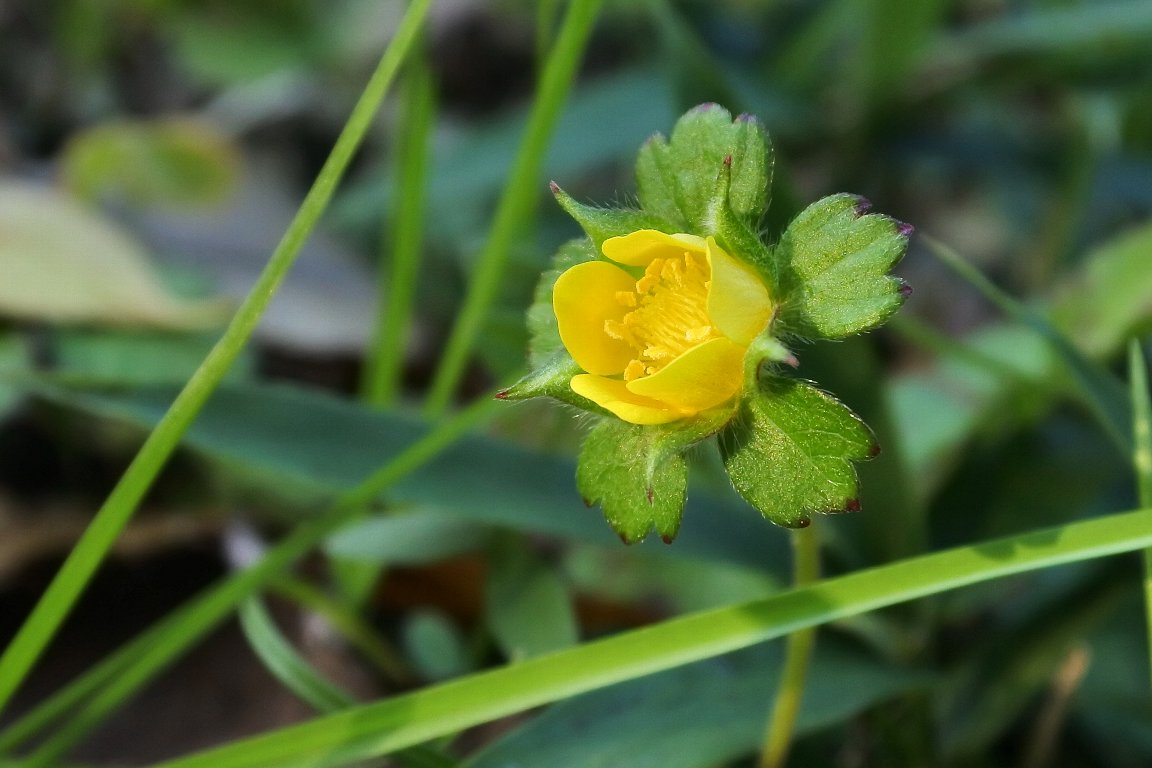 ヤブヘビイチゴ 藪蛇苺 の花 By J5 漱石枕流