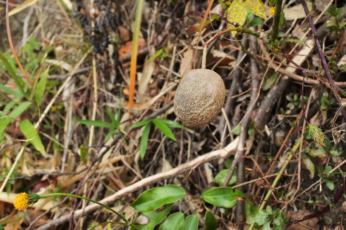 ムベ 郁子 野木瓜 の実 By J5 漱石枕流