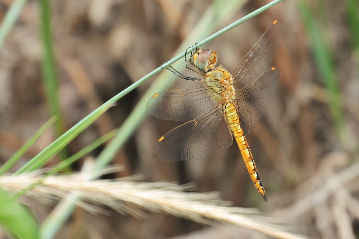 ウスバキトンボ 薄翅黄蜻蛉 By J5 漱石枕流