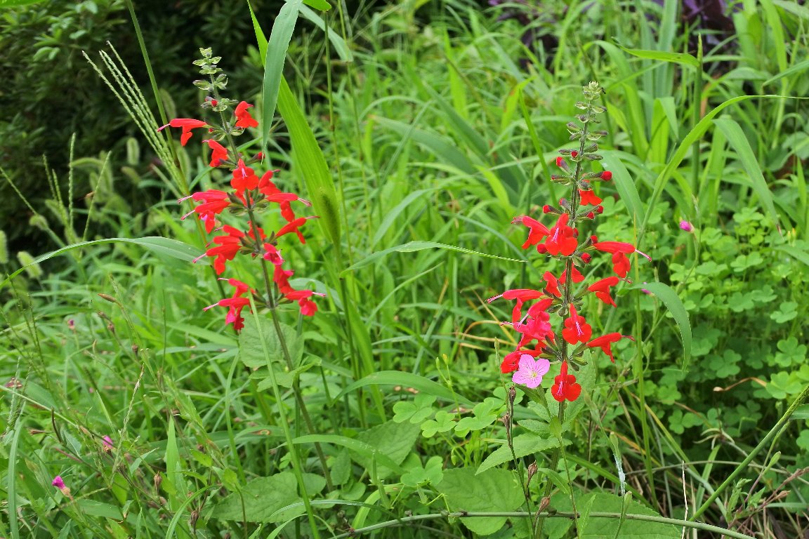 サルビア 来路花 By J5 漱石枕流