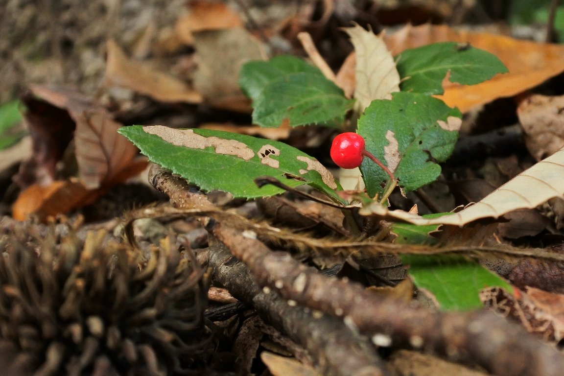 ヤブコウジ 藪柑子 十両 By J5 漱石枕流