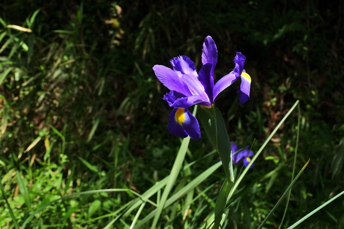 ダッチアイリス 球根アイリス By J5 漱石枕流