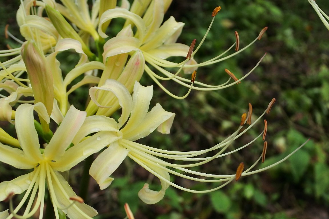 シロバナマンジュシャゲ 白花曼珠沙華 By J5 漱石枕流