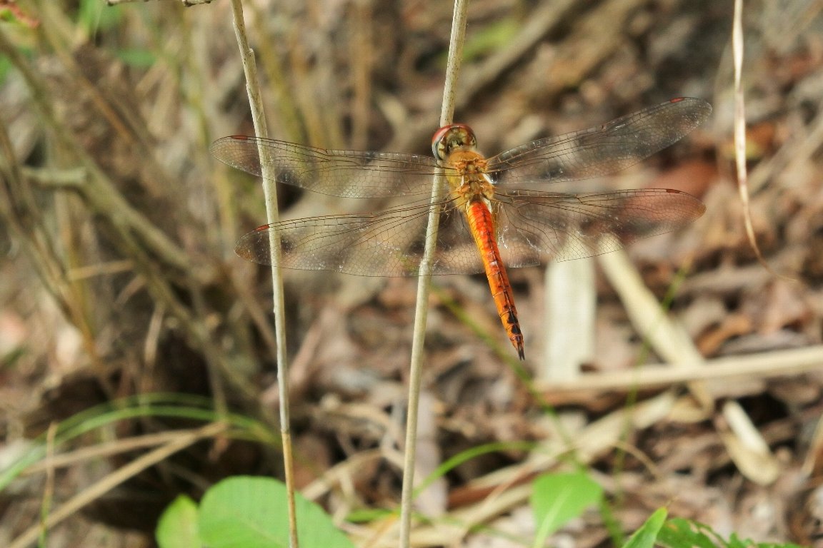 ウスバキトンボ 薄翅黄蜻蛉 By J5 漱石枕流