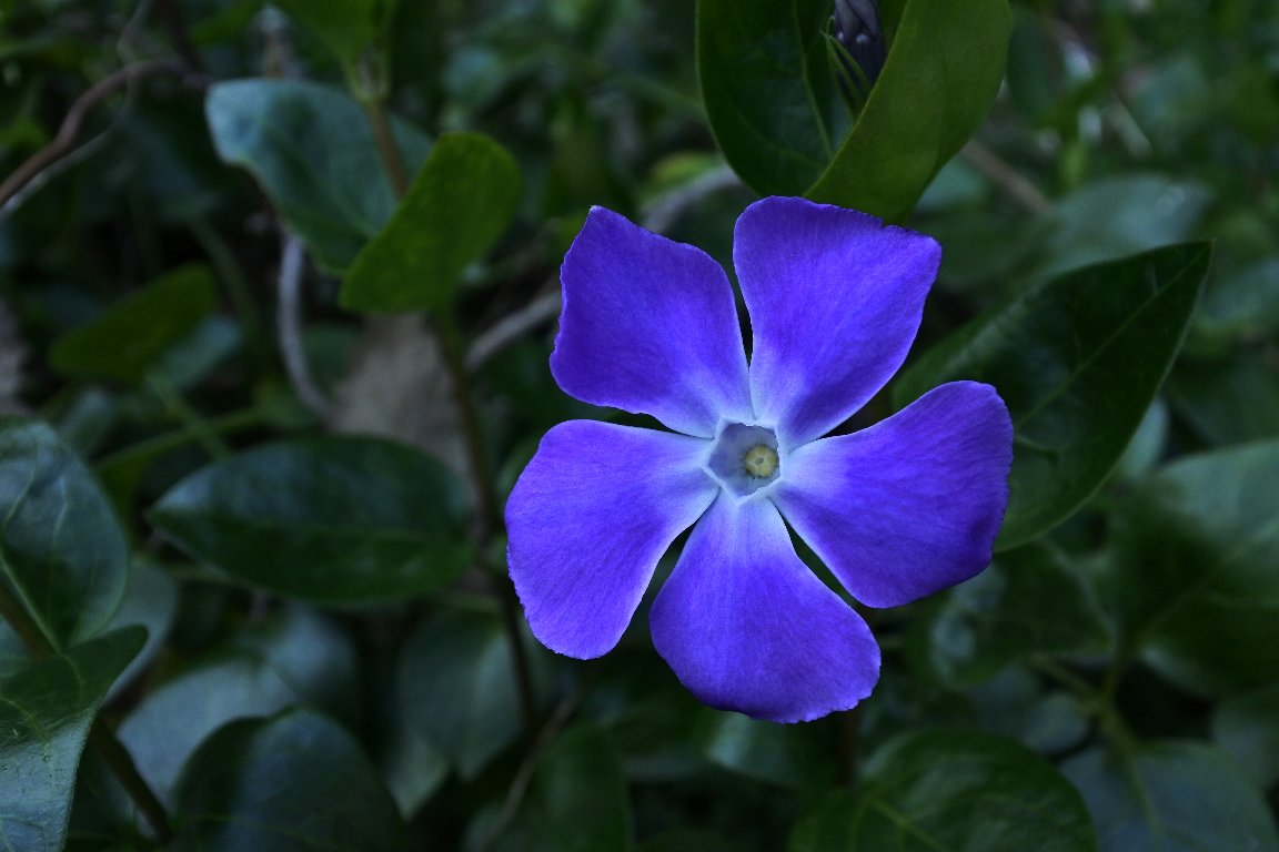 ツルニチニチソウ 蔓日日草 By J5 漱石枕流