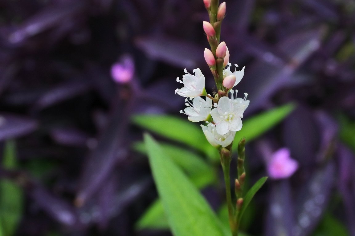 シロバナサクラタデ 白花桜蓼 By J5 漱石枕流