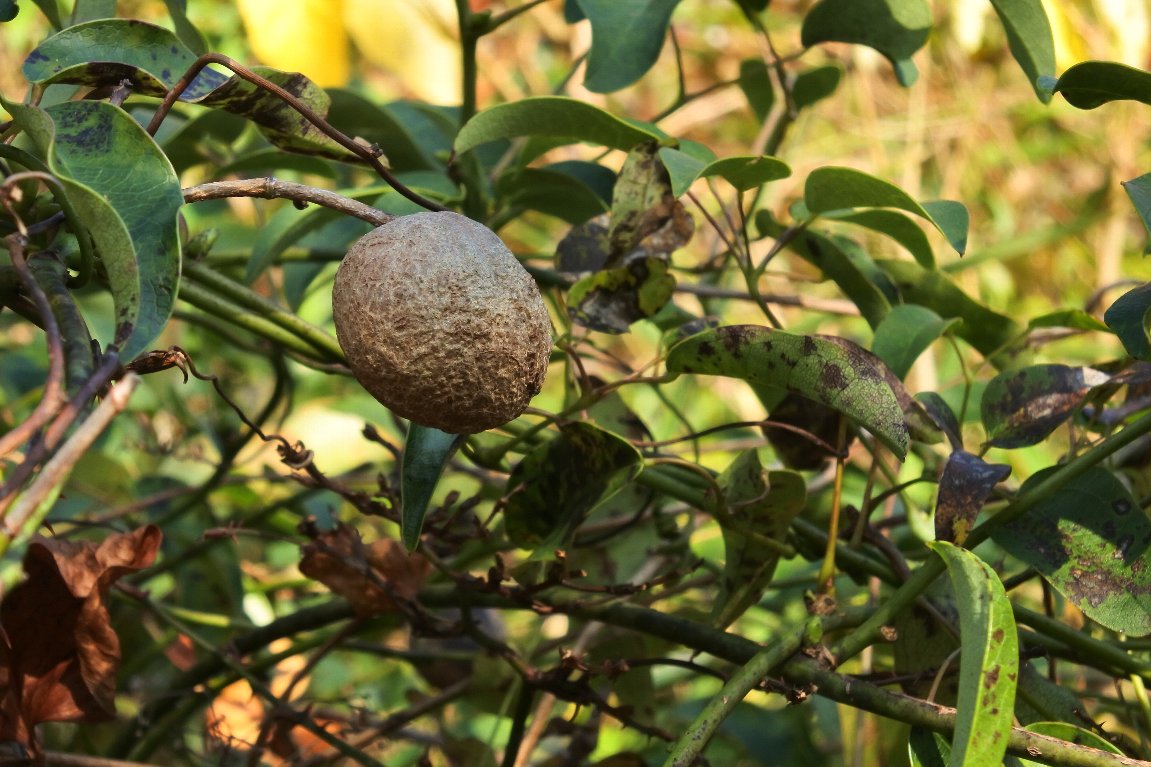 ムベ 郁子 野木瓜 の実 By J5 漱石枕流