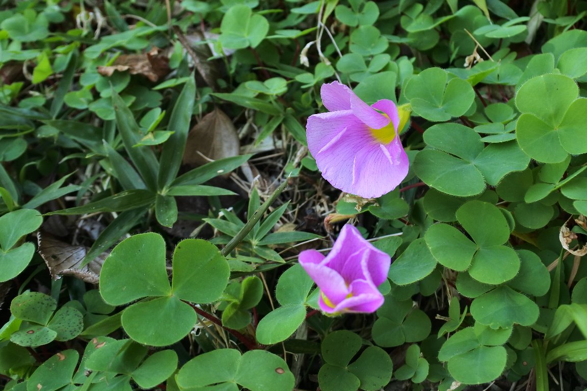 フヨウカタバミ 芙蓉片喰 By J5 漱石枕流